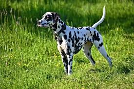dalmatian dog